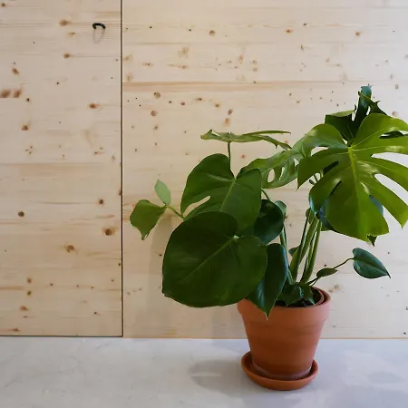 Cozy Graca דירה *