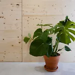 Cozy Graca Apartmán *